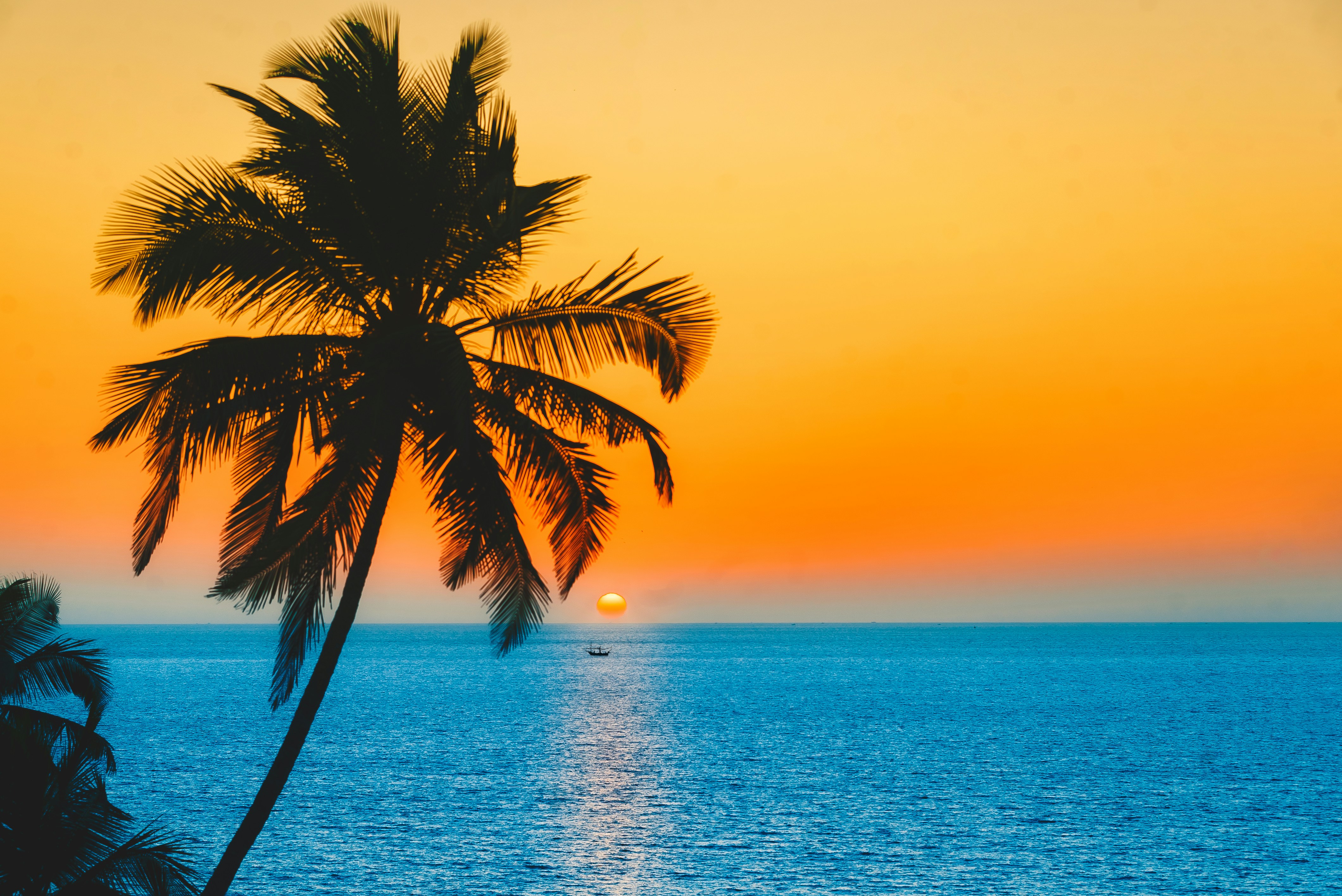 palmboom water en lucht