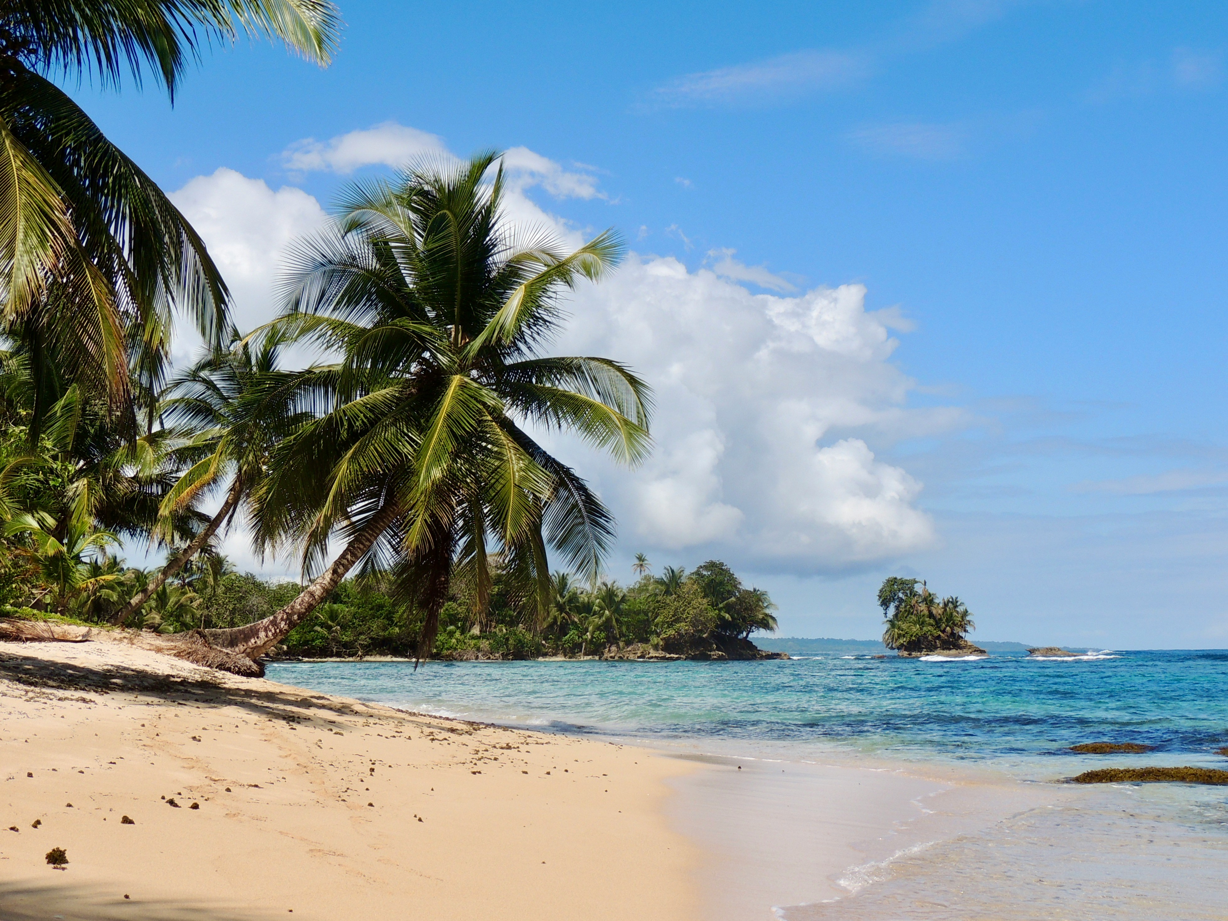 strand met palmboom