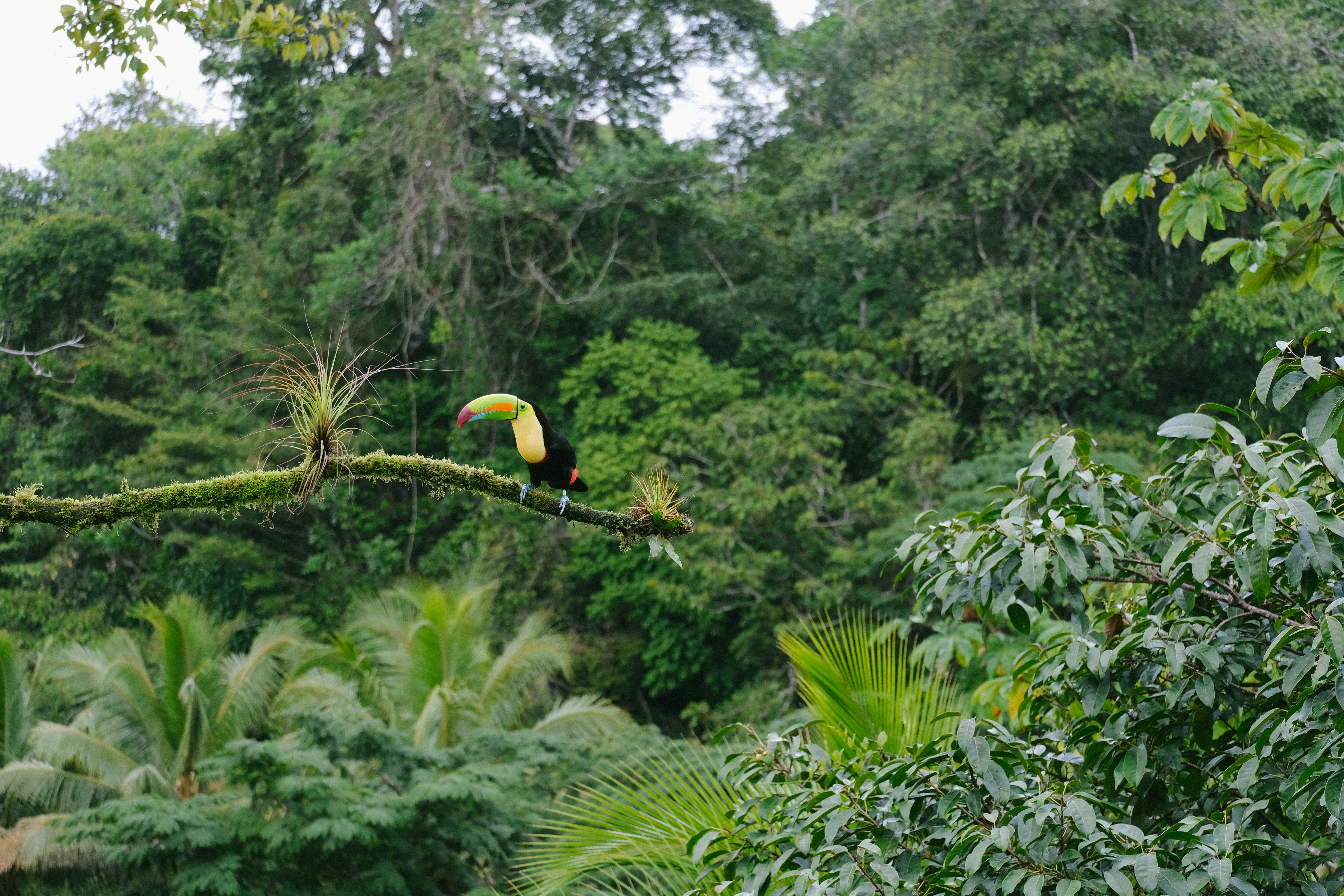 toekan in jungle