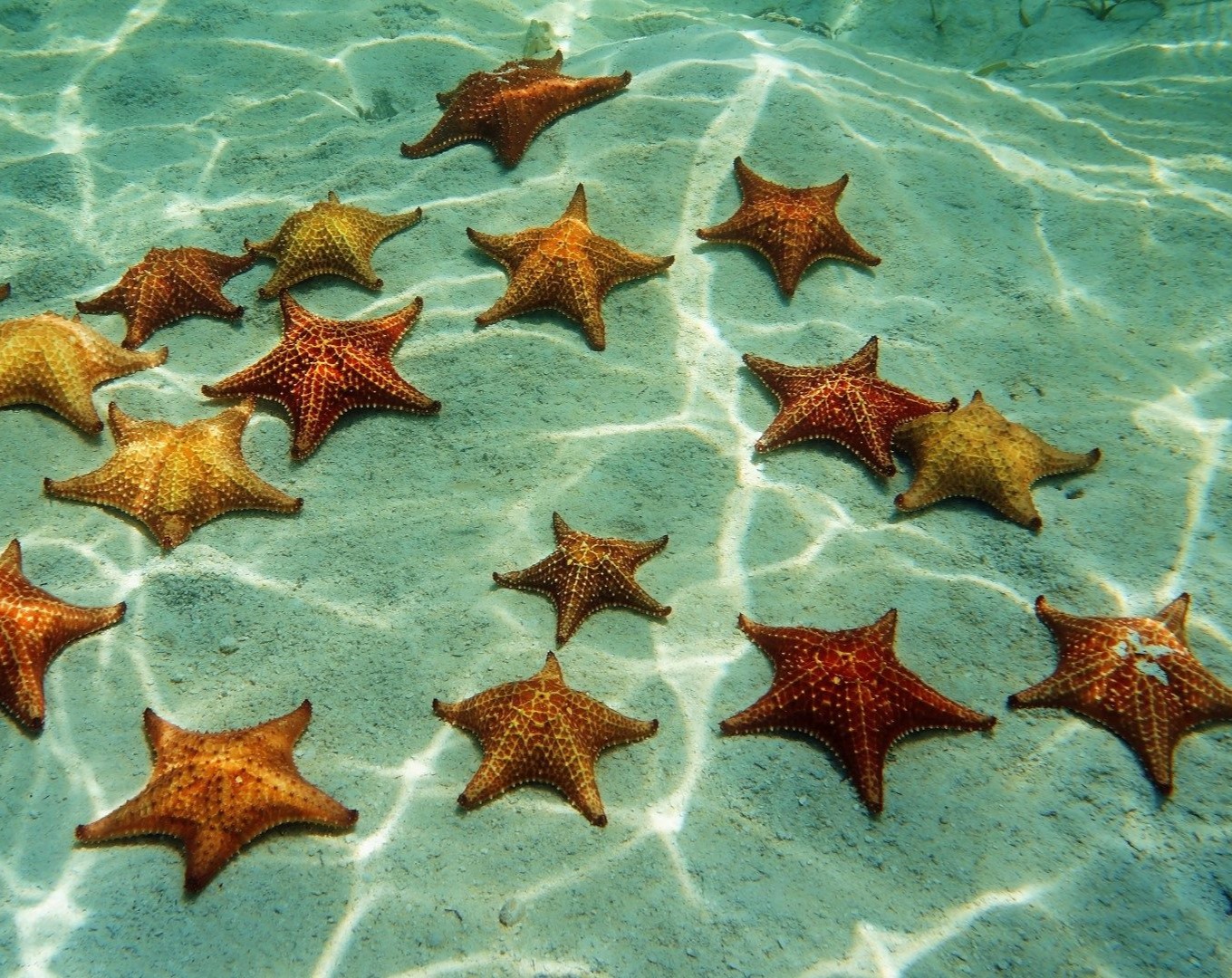 zeesterren in water