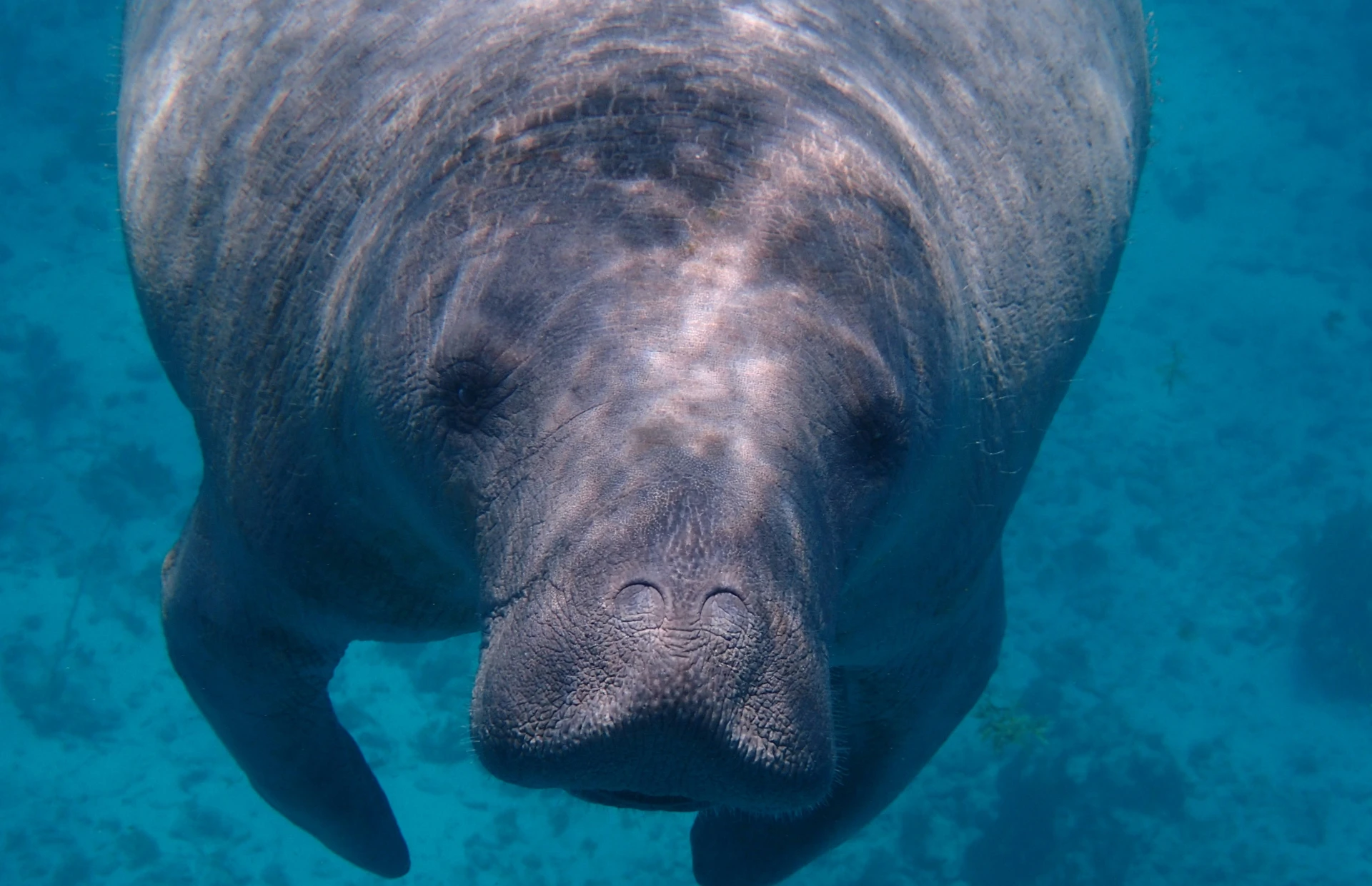 Manatee zeekoe Belize