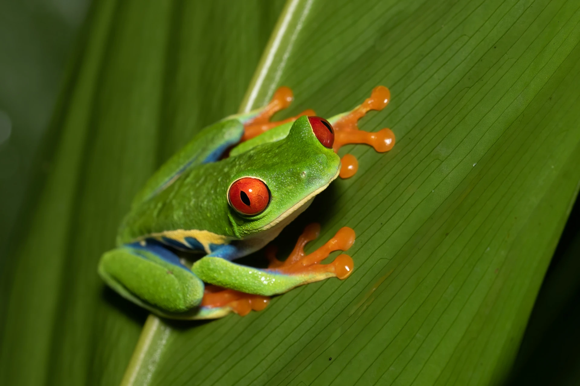 roodoogkikker op palmblad