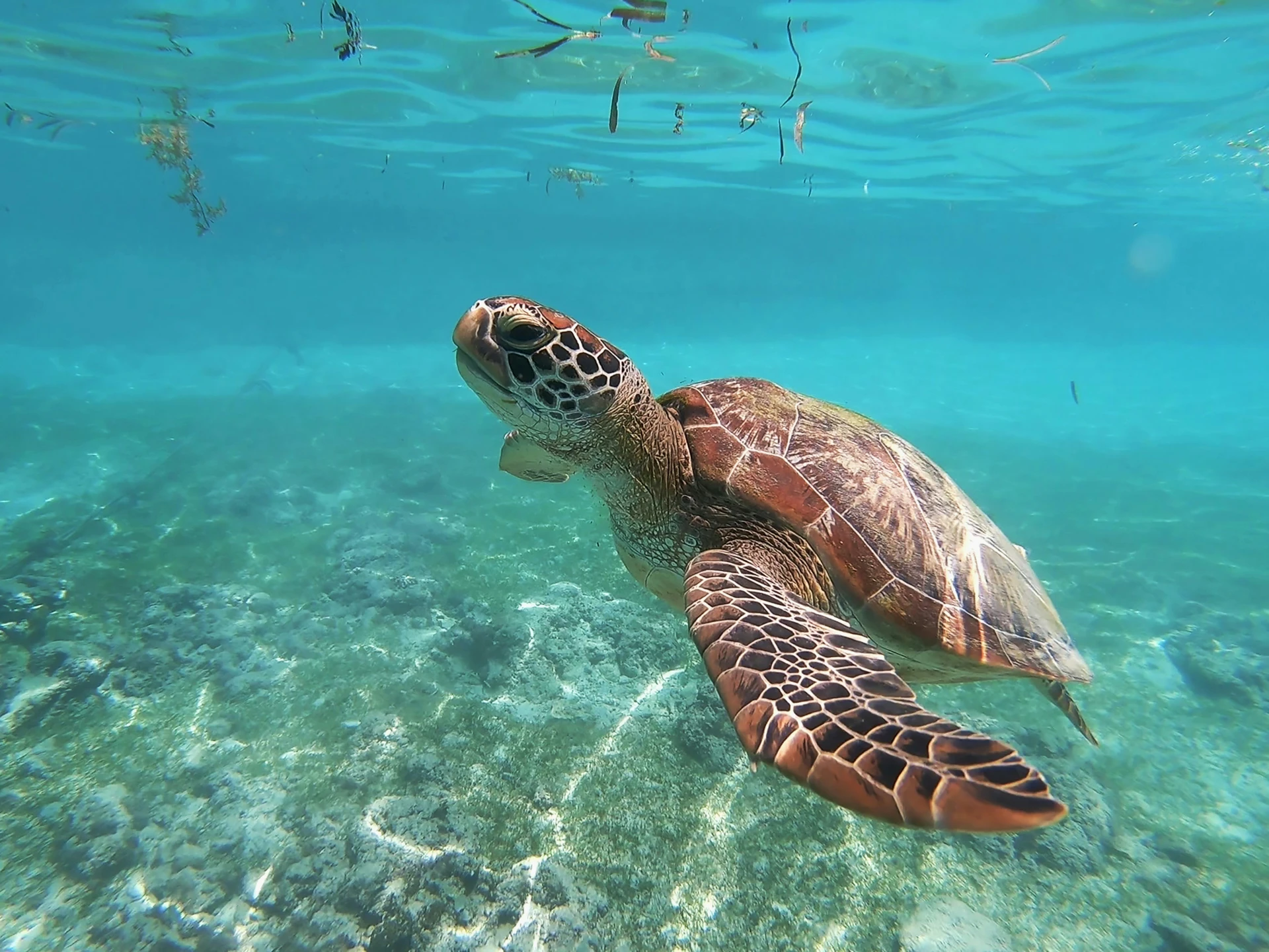 zeeschildpad