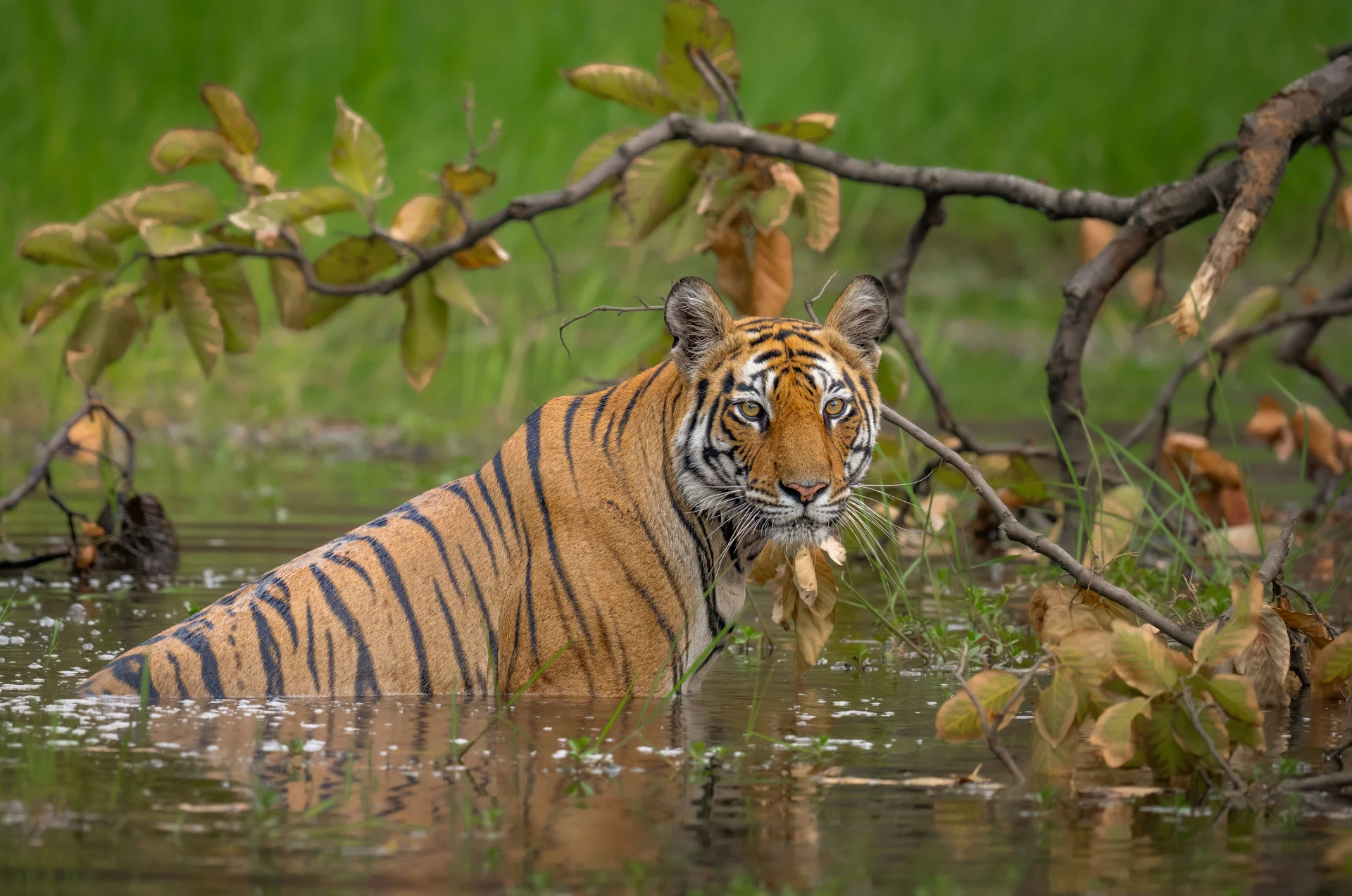 tijger in het water
