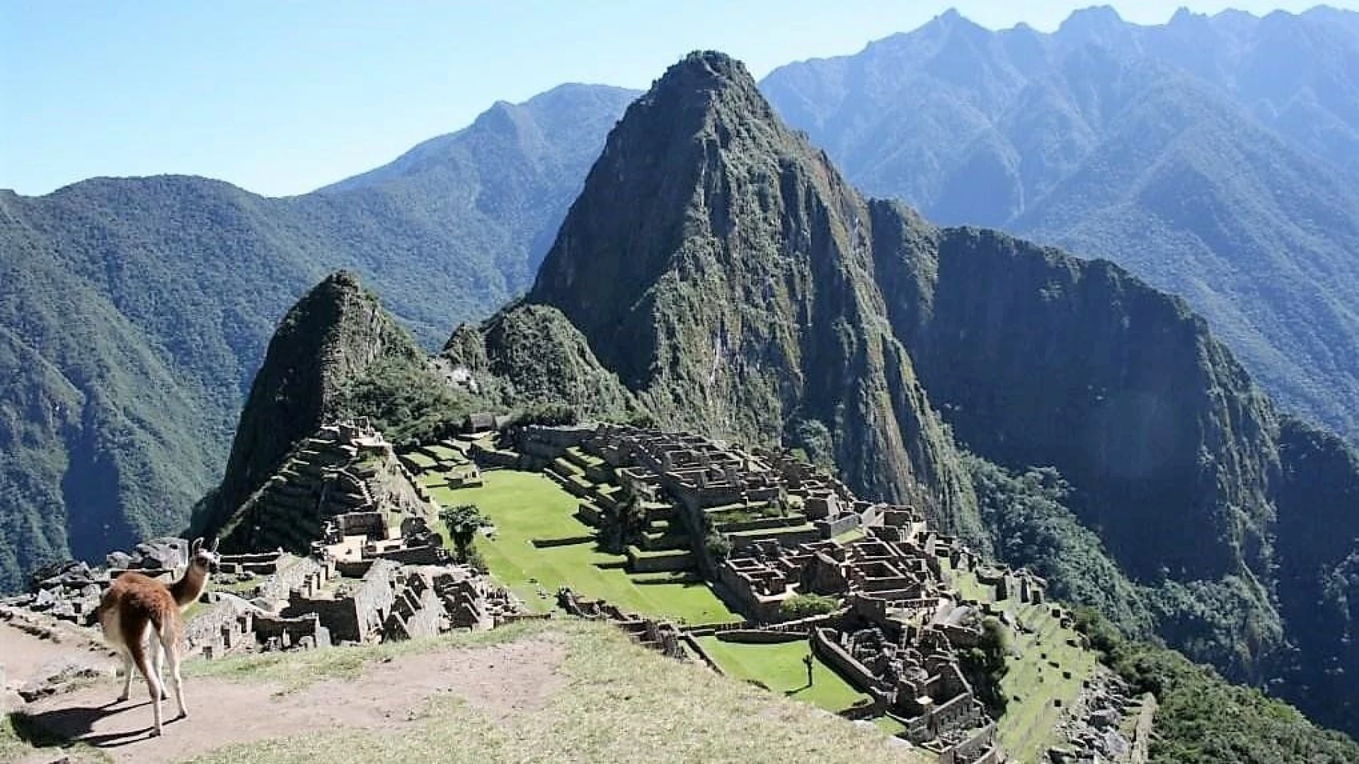 lama voor de machu picchu