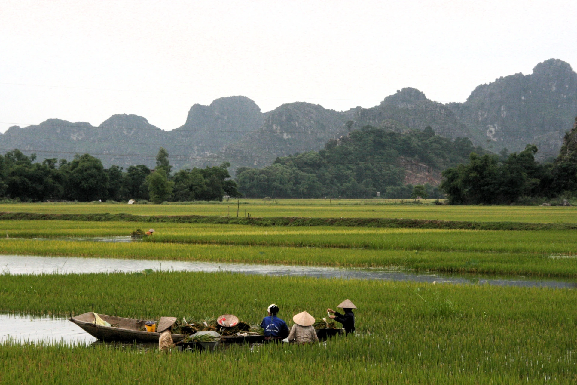Rijstvelden in  het Droge Halong Bay Vietnam