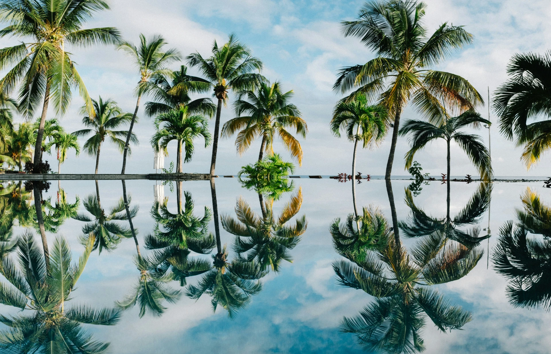 palmbomen weerspiegelen in water