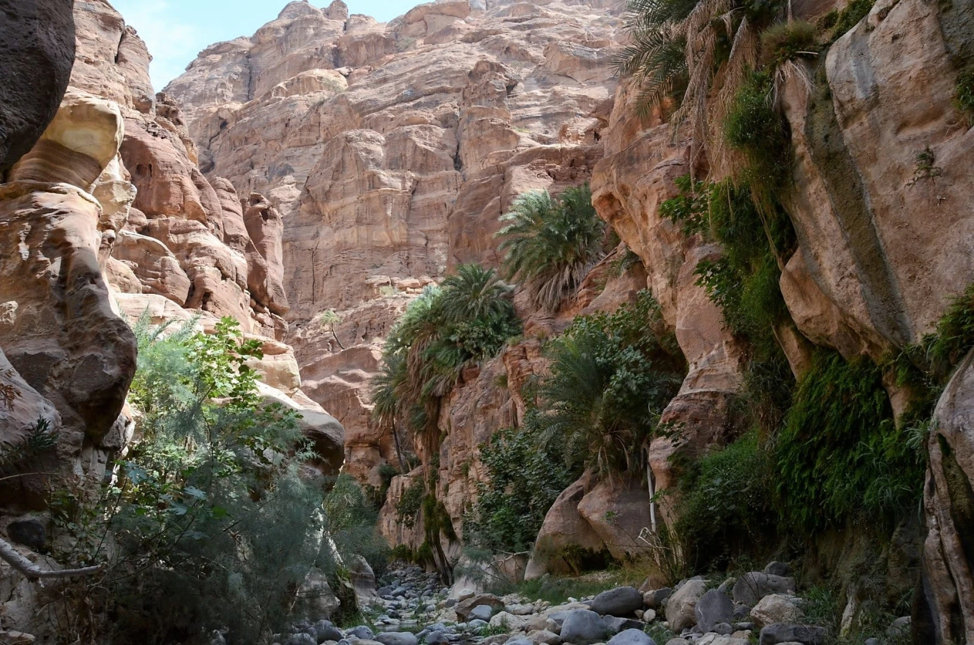 palmbomen wadi Jordanië