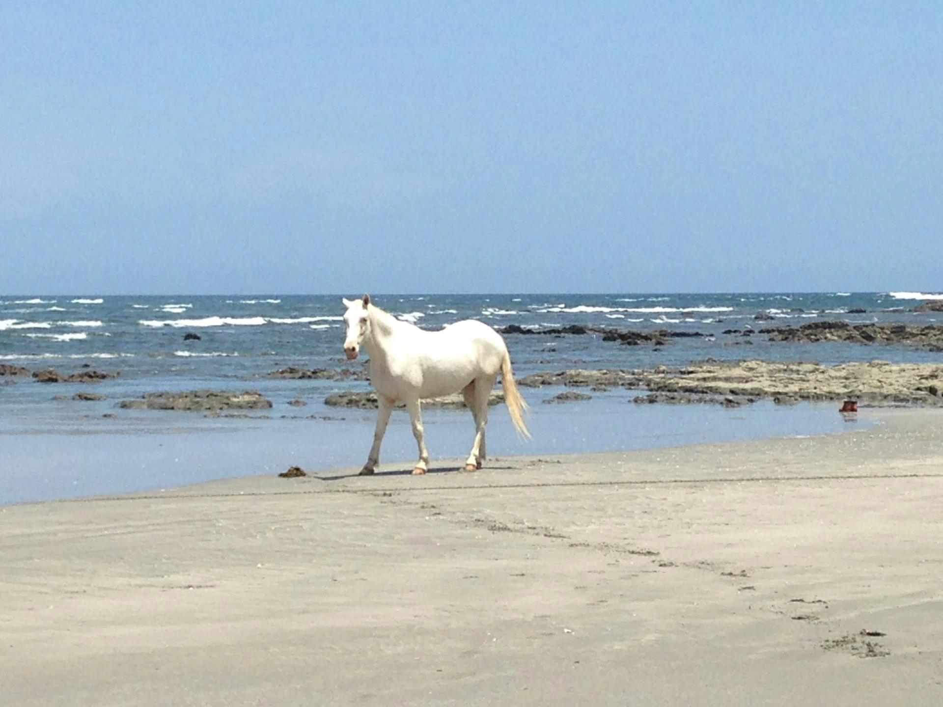 paard op strand