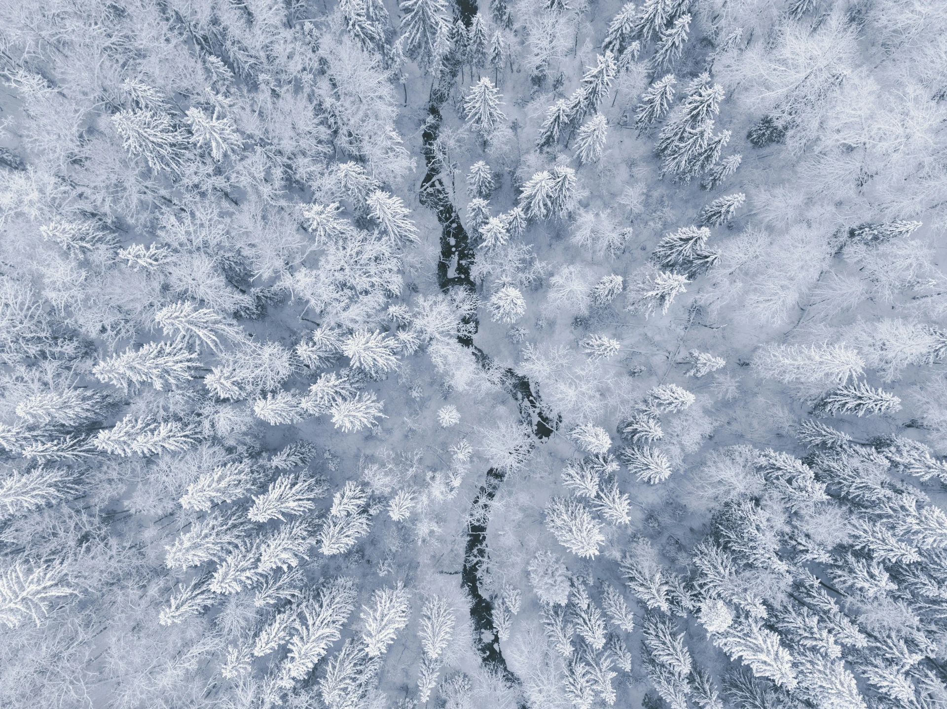 besneeuwd bos