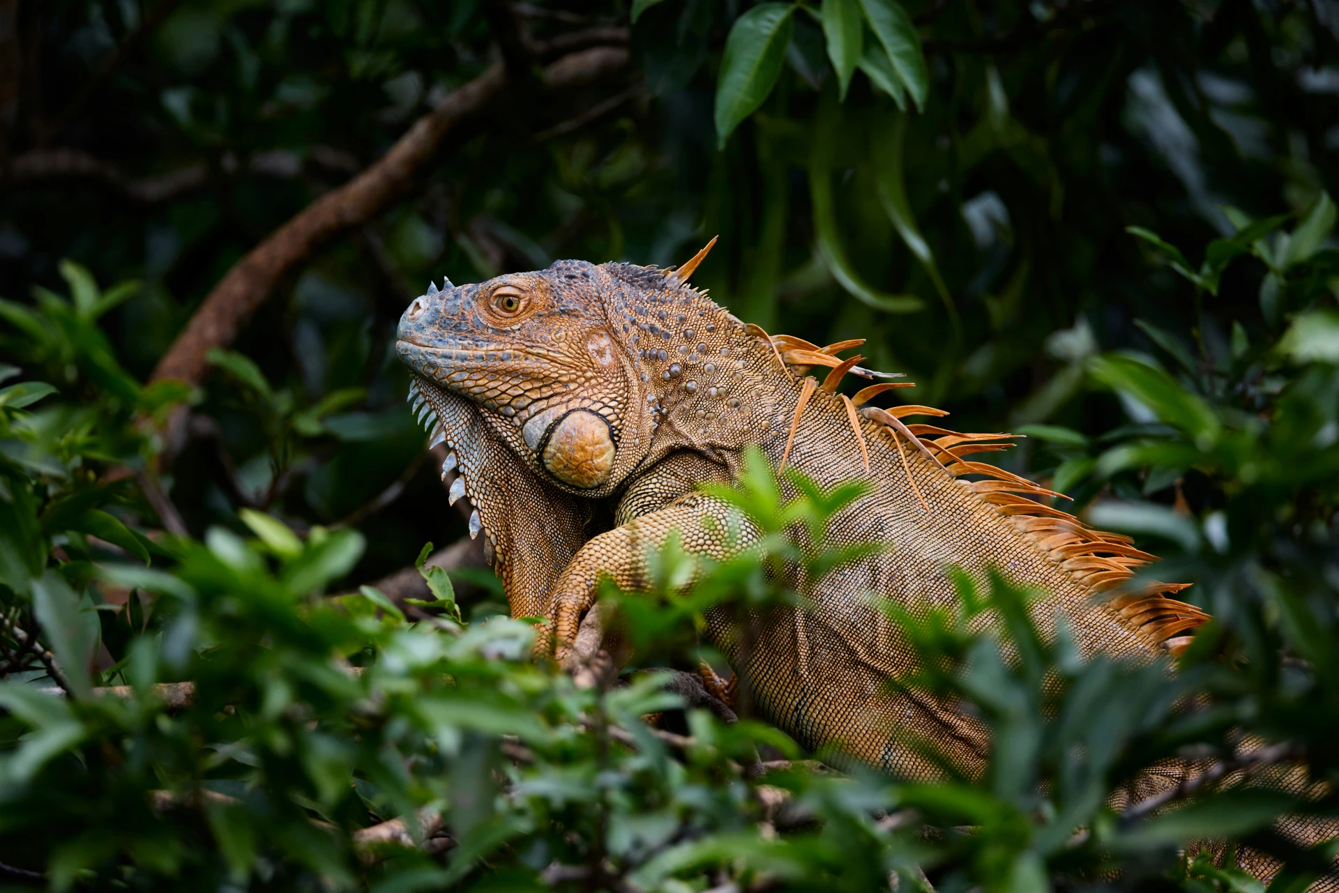 iguana in jungle
