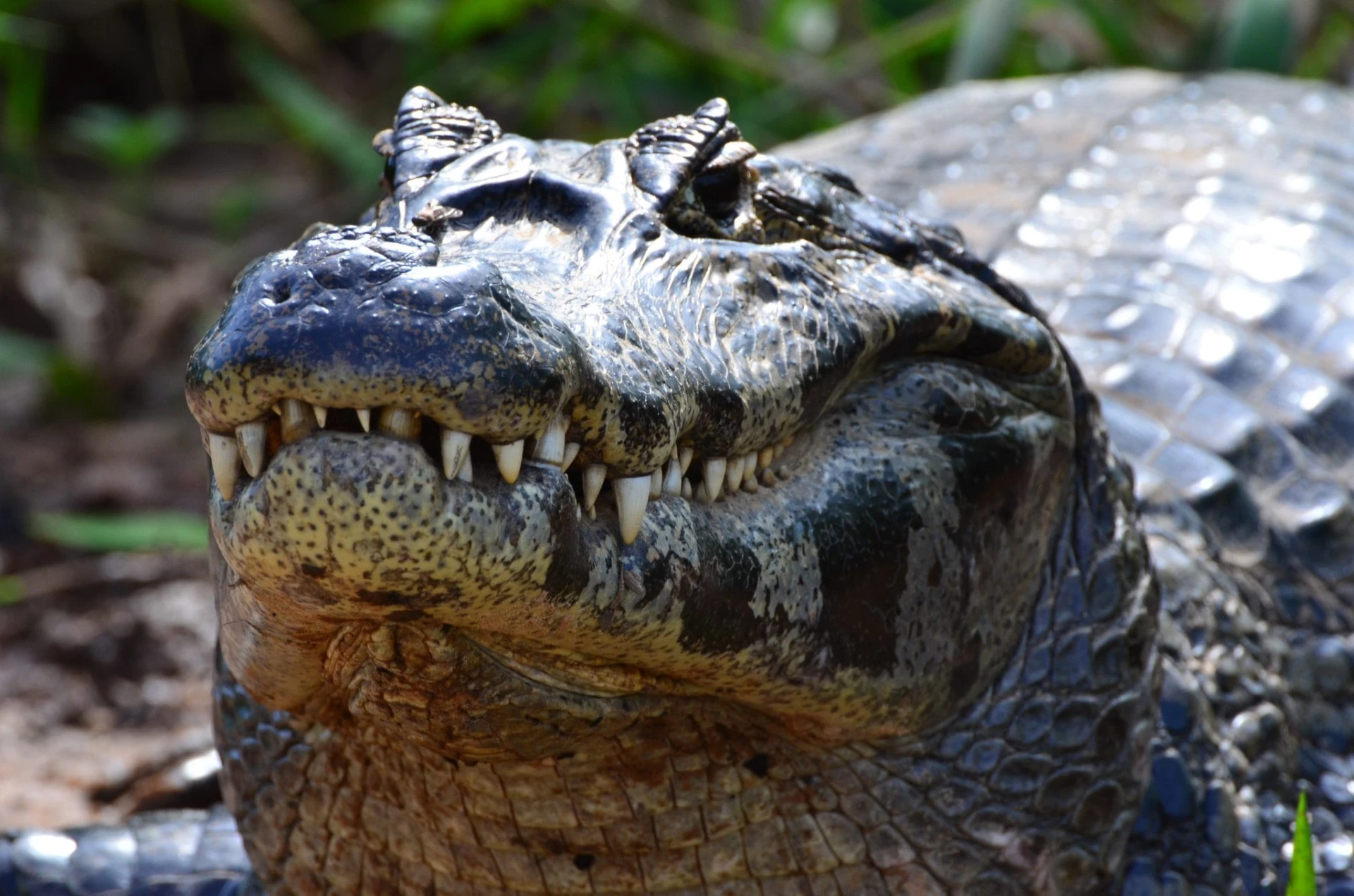 krokodil