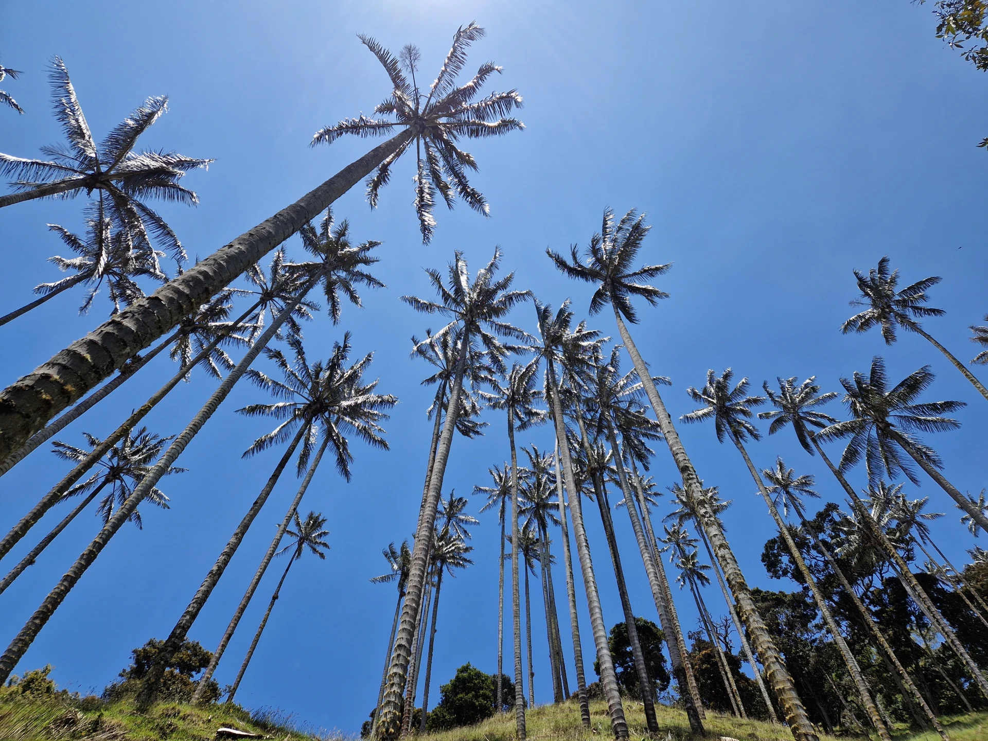 wax palmen en blauwe lucht